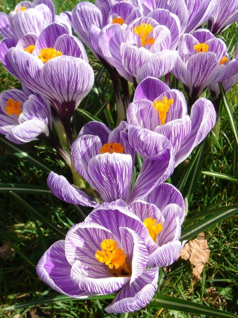 Crocus vernus 'Pickwick' pergola